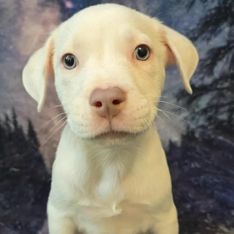 A baby medium-sized male White / Cream Mixed Breed dog named Camper for adoption in Olathe, KS