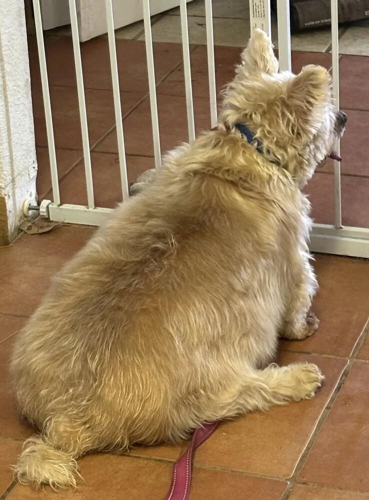 An adult small-sized male Wheaten Terrier dog named Sport for adoption in New Braunfels, TX