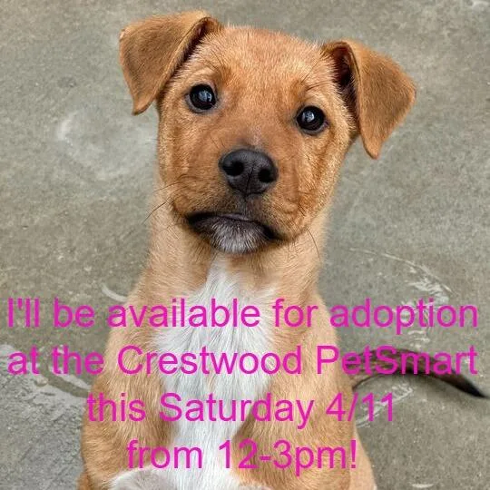 A baby small-sized male Sable Rottweiler dog named Pulse for adoption in Matteson, IL