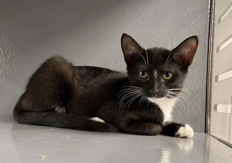 A baby medium-sized male Tuxedo cat named TitoKDC for adoption in Greenville, DE
