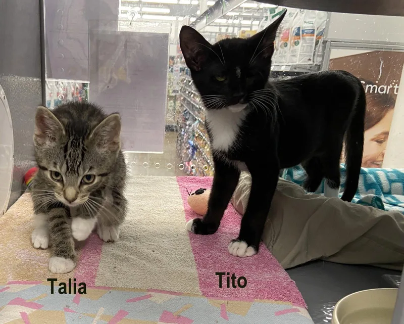 TitoKDC thumbnail 3