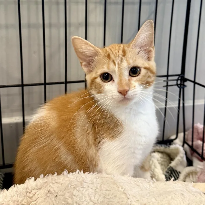A baby small-sized female Orange / Red Domestic Short Hair cat named Pineapple Pam for adoption in Louisville, KY