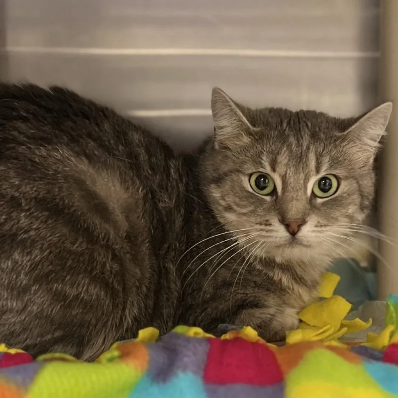 A young medium-sized female Gray / Blue / Silver Domestic Short Hair cat named Twila for adoption in Salt Lake City, UT