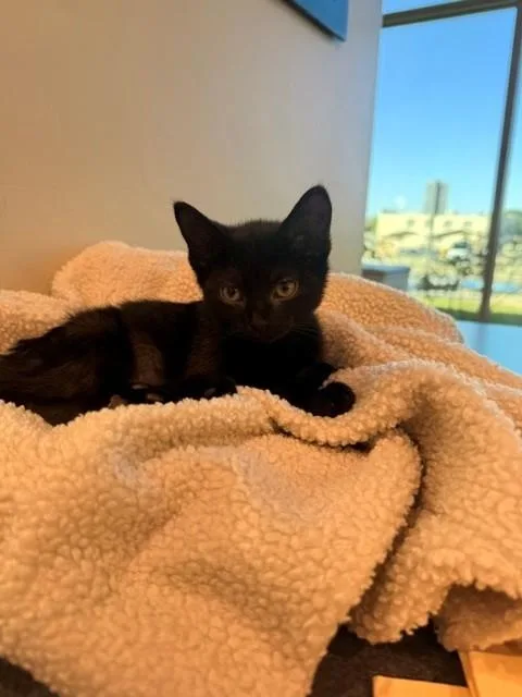 An adult small-sized female Black Domestic Short Hair cat named Salem for adoption in Fayetteville, AR