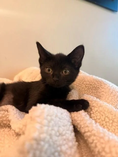 Salem thumbnail 2