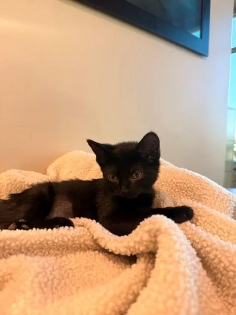 Salem thumbnail 5