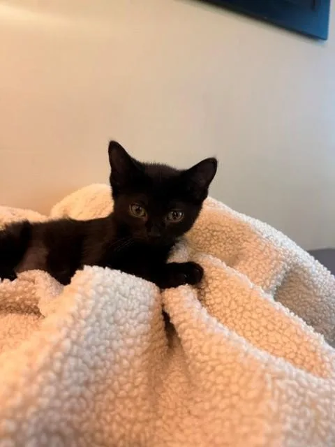 Salem thumbnail 6