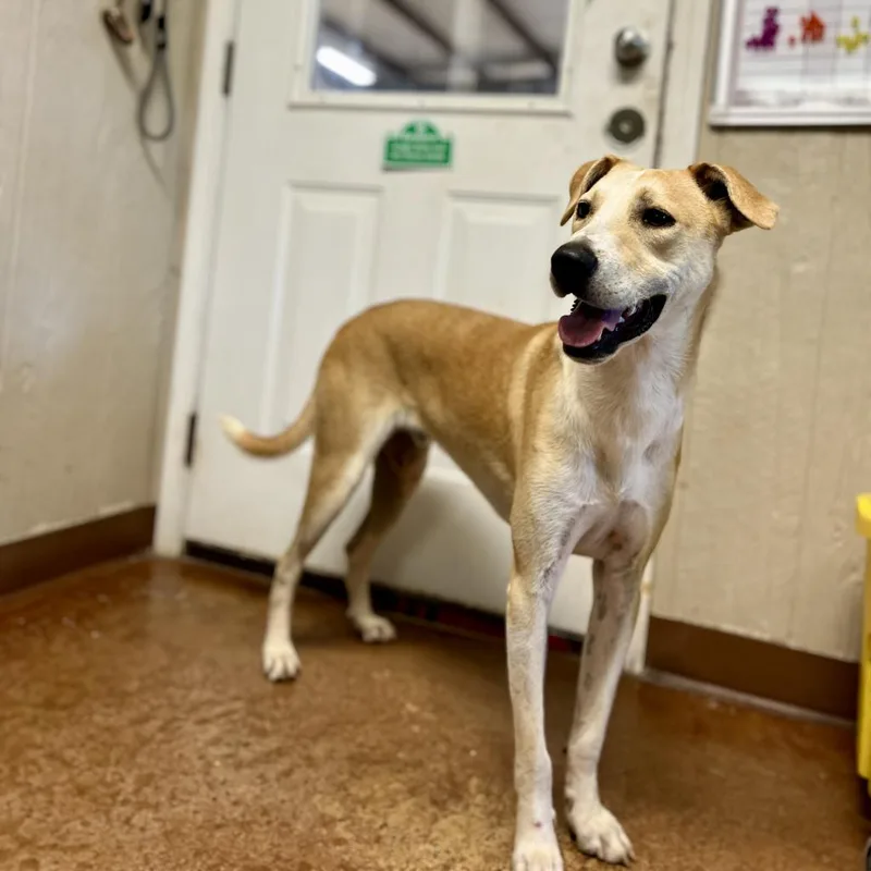 Claudius thumbnail 2