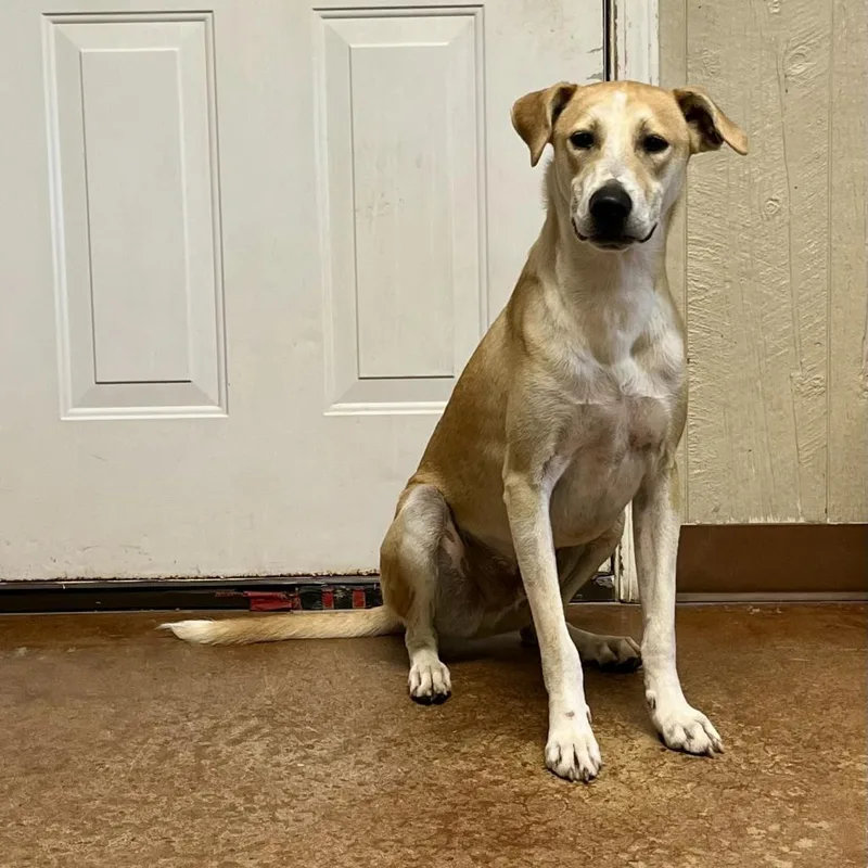 Claudius thumbnail 3