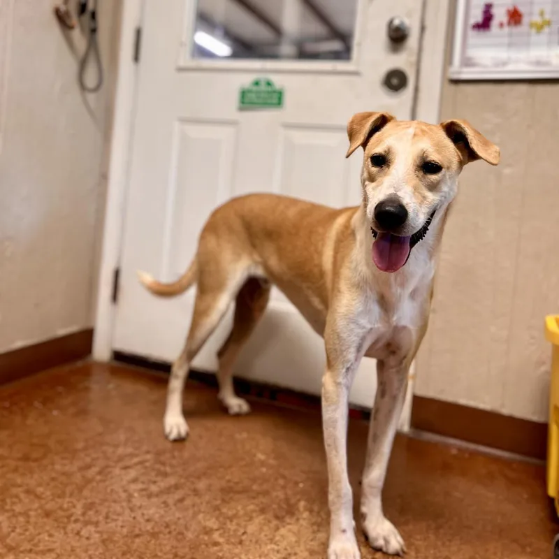 Claudius thumbnail 4