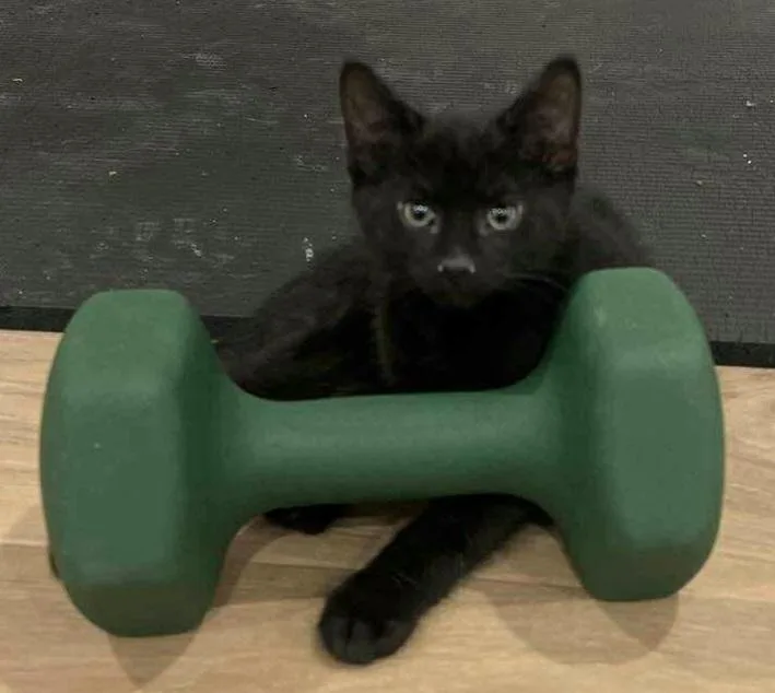 A baby small-sized male Black & White / Tuxedo Domestic Short Hair cat named Smoke for adoption in Chicago, IL