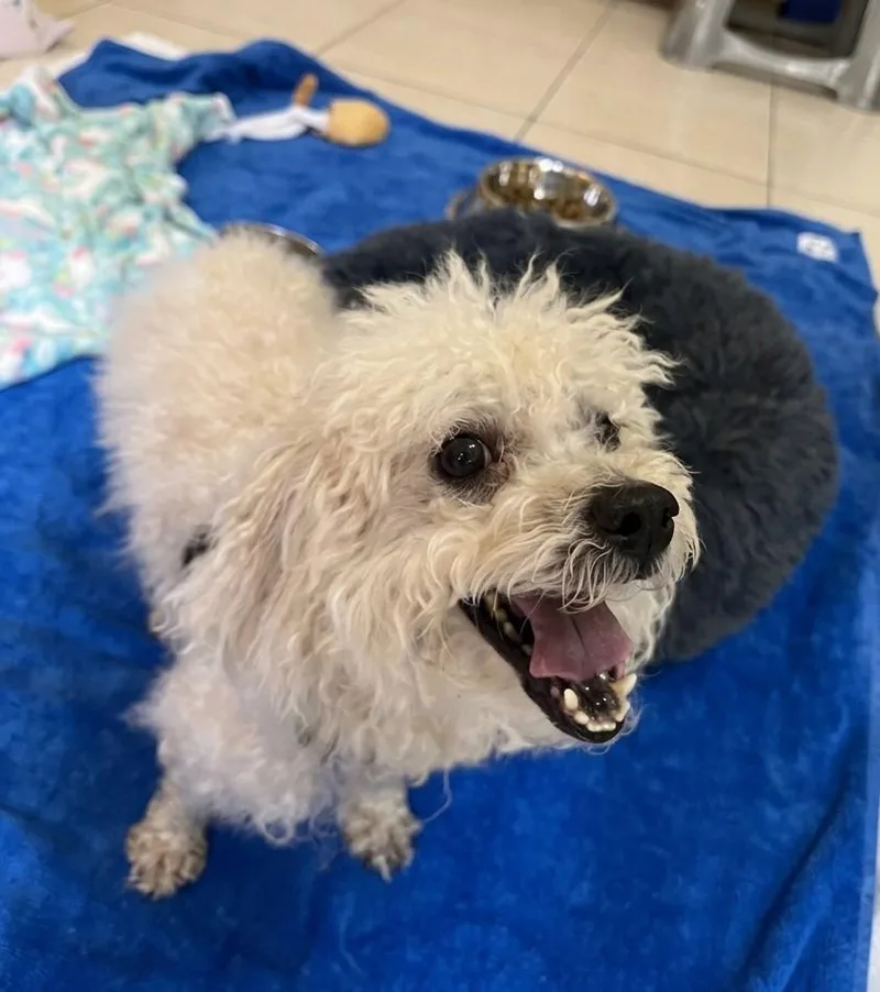 A baby medium-sized male Poodle dog named Chip for adoption in Boca Raton, FL