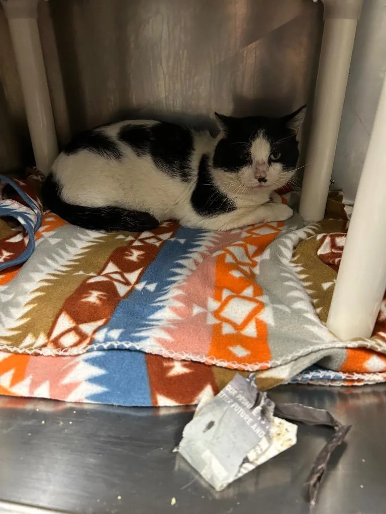 An adult medium-sized male Domestic Short Hair cat named Frank The Tank Indoor for adoption in Chickamauga , GA