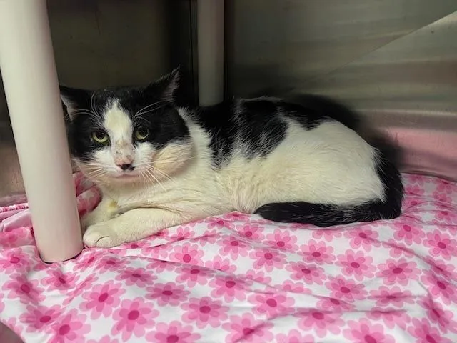 Frank The Tank Indoor thumbnail 2