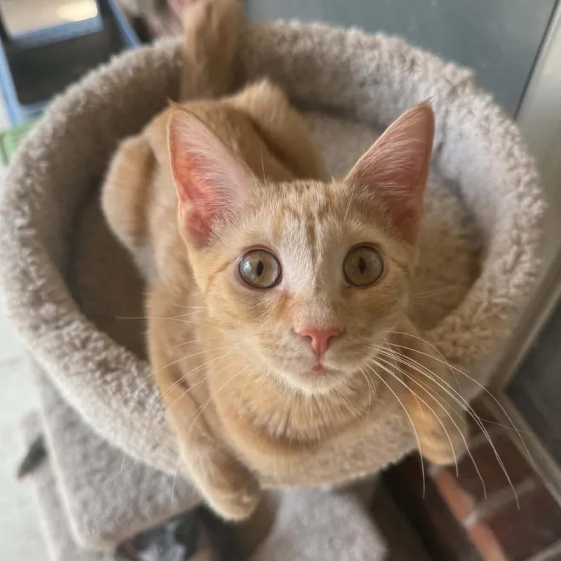 A baby medium-sized male Tabby (Orange / Red) Domestic Short Hair cat named Nemo for adoption in Warr Acres, OK