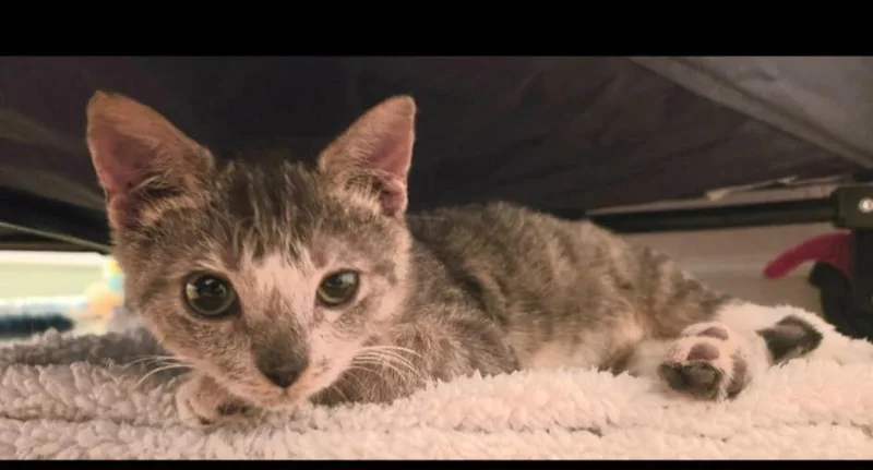 A young medium-sized male Tabby (Tiger Striped) American Shorthair cat named Meatloaf for adoption in Elgin, SC