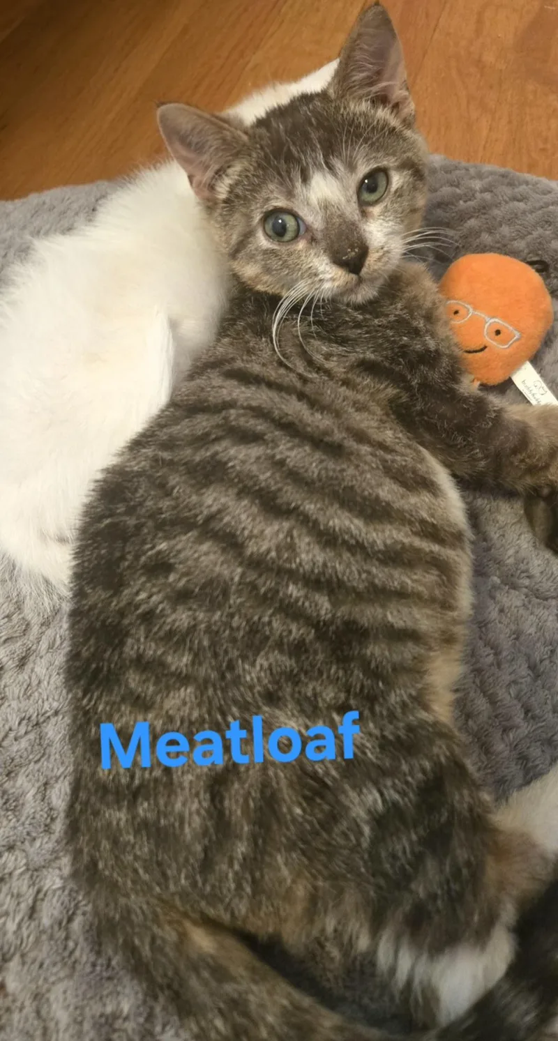 Meatloaf thumbnail 5