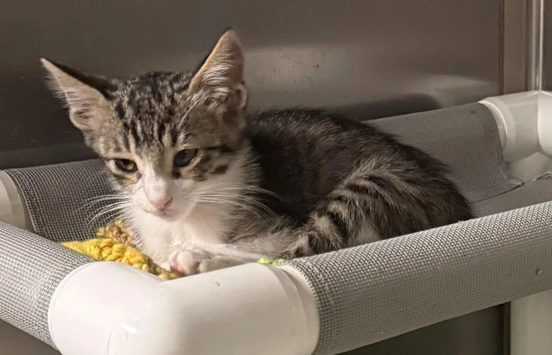 A young medium-sized male Domestic Short Hair cat named Eric for adoption in Evergreen, CO