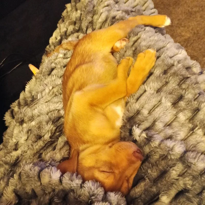 Milo