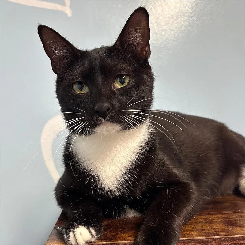 A young large-sized male Black Domestic Short Hair cat named Trader Joe for adoption in Fort Lauderdale, FL