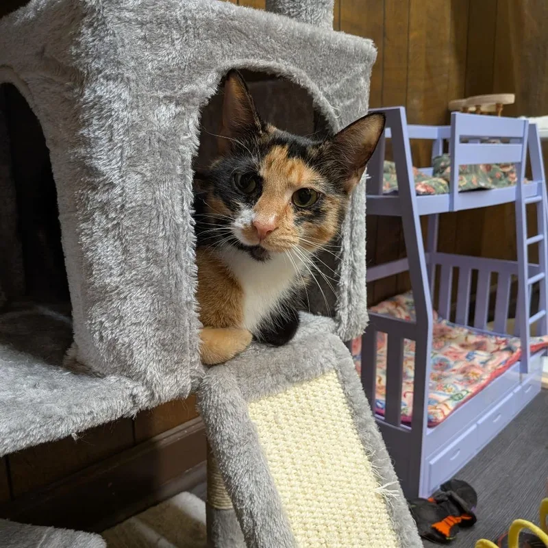 Calliope Aka Callie thumbnail 2