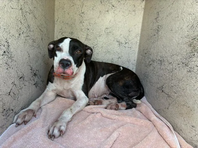 An adult medium-sized female Mixed Breed dog named Liora for adoption in West Palm Beach, FL