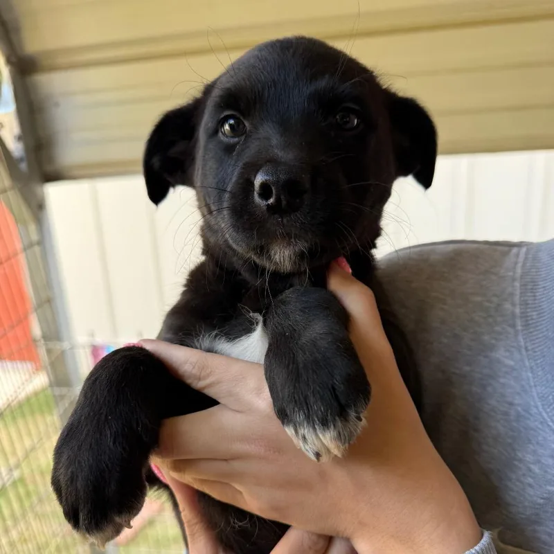 A baby small-sized female Black Mixed Breed dog named Shadow for adoption in Hamilton, GA
