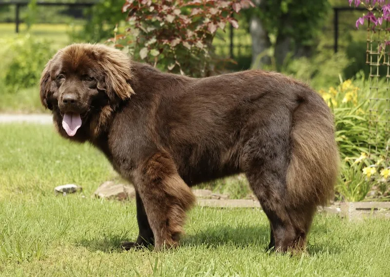 An adult extra large-sized female Brown / Chocolate Newfoundland Dog dog named Nova for adoption in Wagoner, OK