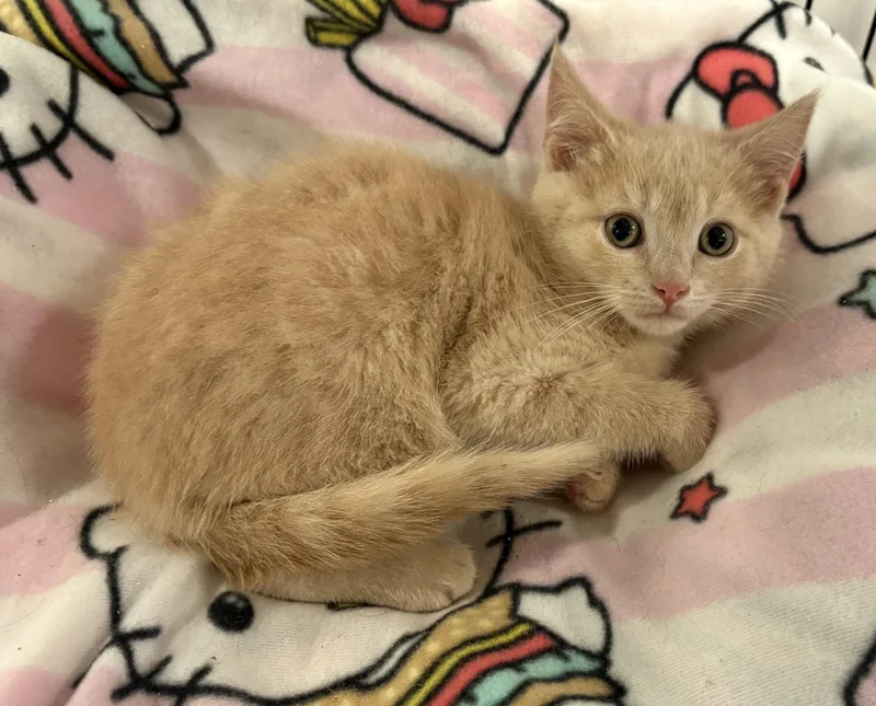 A baby small-sized male Buff / Tan / Fawn Tabby cat named Cheerio for adoption in Seaford, NY