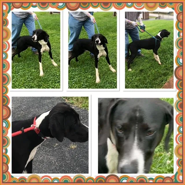 A baby medium-sized male Hound dog named Rock for adoption in Buckhannon, WV