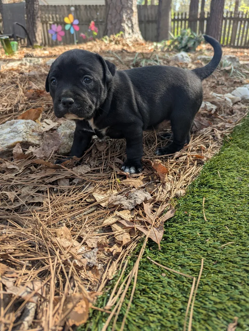 Kimiko  Japan Litter