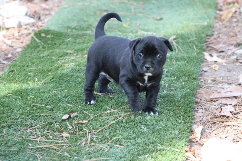 Kimiko  Japan Litter thumbnail 2