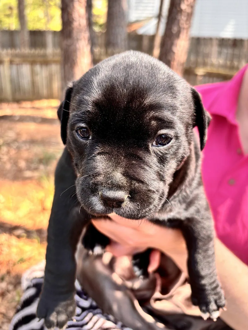 Kimiko  Japan Litter thumbnail 3