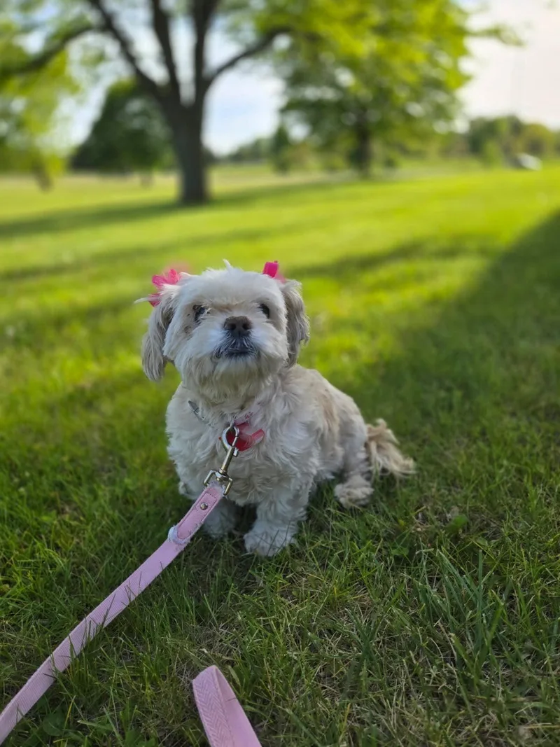 Diva