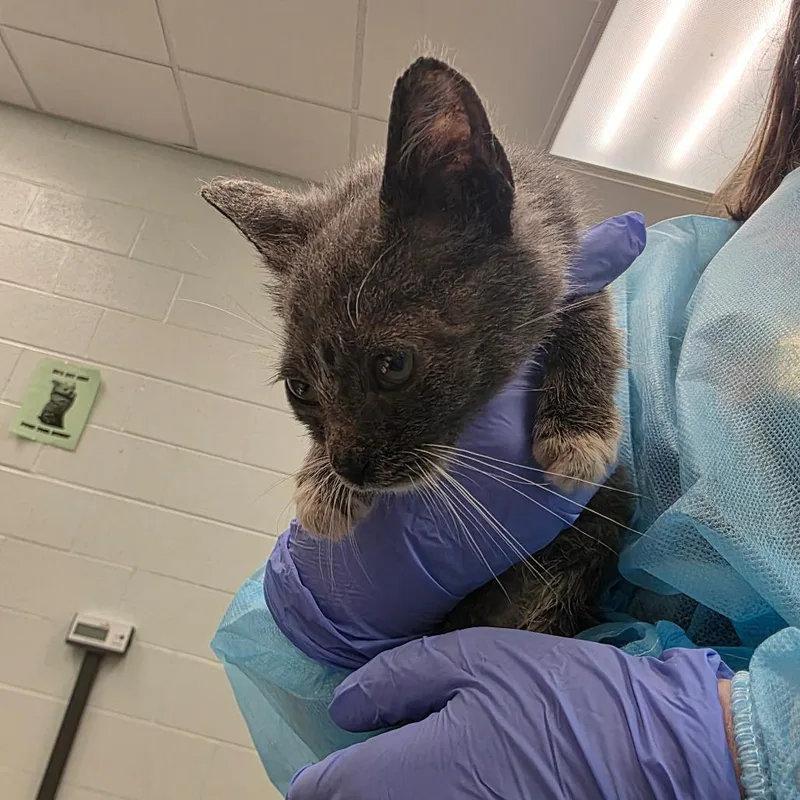 A baby small-sized male Gray / Blue / Silver Domestic Short Hair cat named Humpty for adoption in Chattanooga, TN