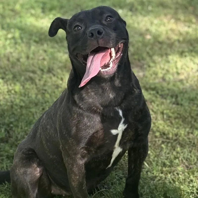 An adult medium-sized female Pit Bull Terrier dog named Gravity for adoption in Jacksonville, AR