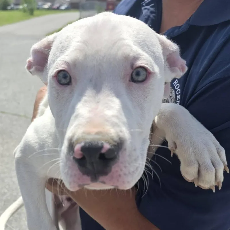 A baby medium-sized male White / Cream Mixed Breed dog named Krypto for adoption in Bentonville, AR
