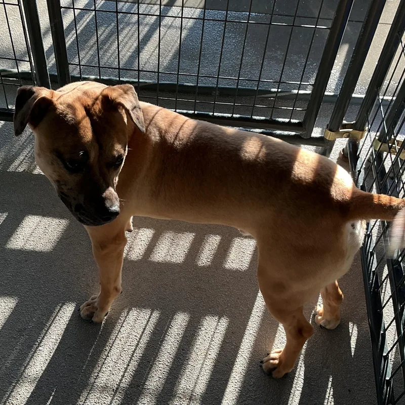 An adult medium-sized male Yellow / Tan / Blond / Fawn Labrador Retriever dog named Lionel for adoption in thomson, GA