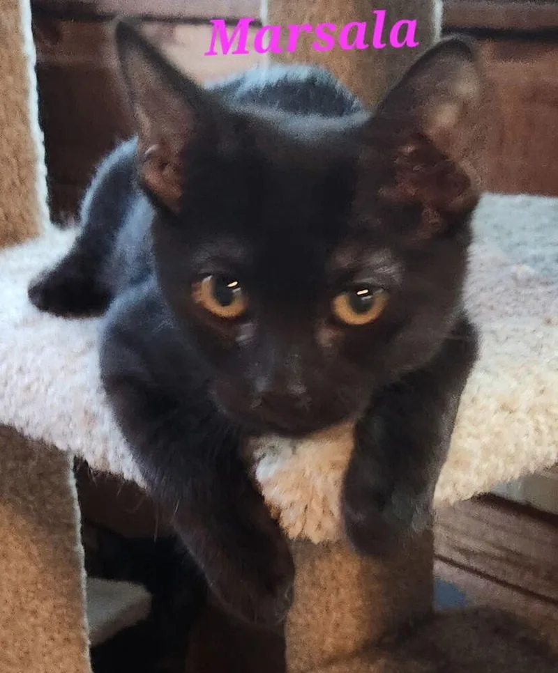 A baby small-sized female Black Domestic Short Hair cat named Marsala for adoption in Dallas, TX