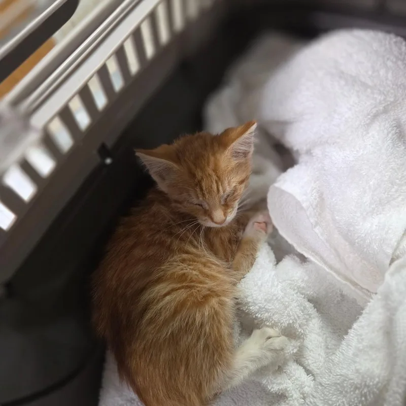 A baby small-sized female Orange / Red Domestic Short Hair cat named Morrisa for adoption in Charleston, WV