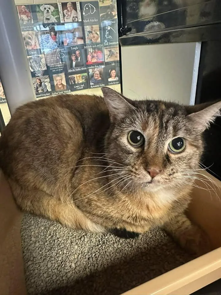 An adult medium-sized female Torbie Domestic Short Hair cat named Holly for adoption in Kearney, NE