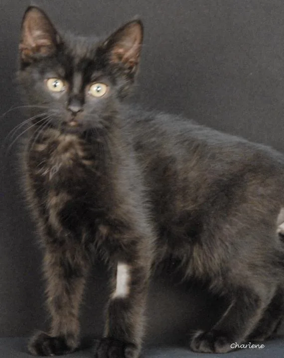 A young medium-sized female Black Domestic Short Hair cat named Bookmark for adoption in Newland, NC