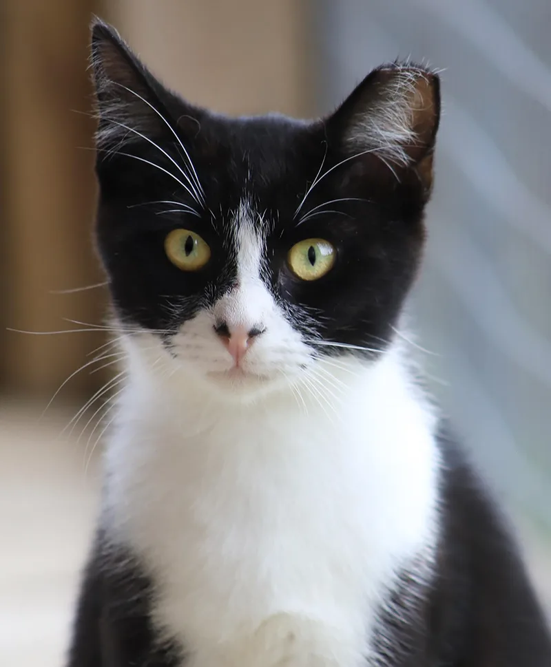 A young medium-sized male Domestic Short Hair cat named Domino for adoption in North Fort Myers, FL