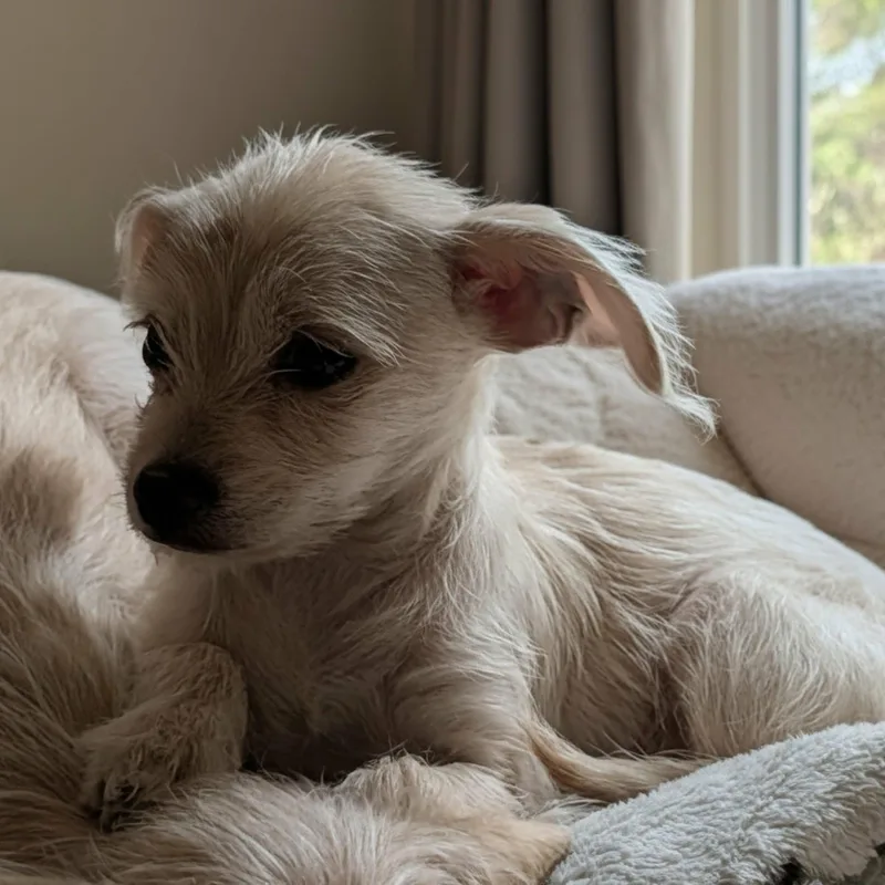 A baby small-sized female Terrier dog named Fawn for adoption in Antioch, CA