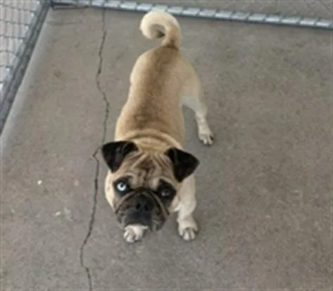 A young small-sized male Pug dog named Snuggles for adoption in Bakersfield, CA