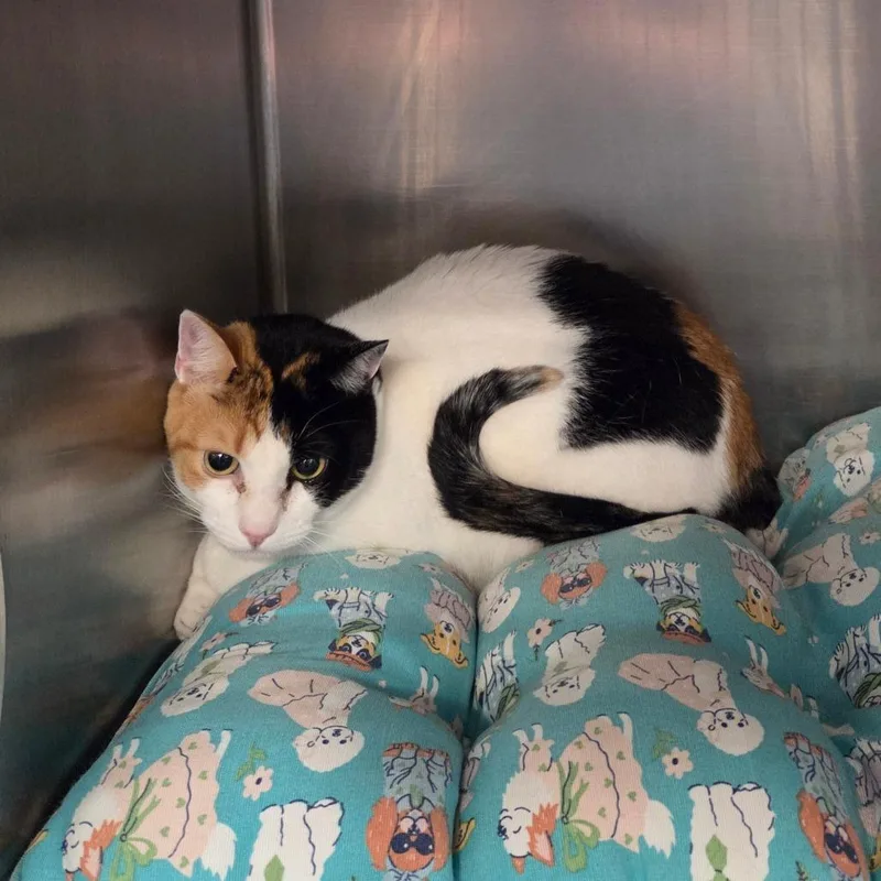 An adult medium-sized female Calico Domestic Short Hair cat named Sage for adoption in Port Charlotte, FL