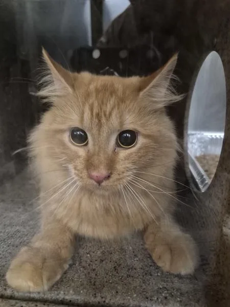 An adult medium-sized female Domestic Medium Hair cat named Nf d for adoption in Lawrenceville, GA