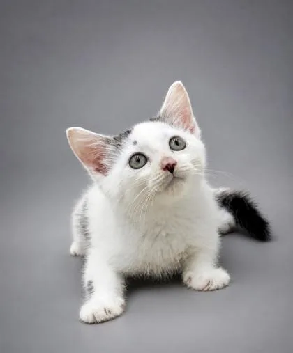 A baby small-sized male Domestic Short Hair cat named Cash for adoption in Bowling Green, KY