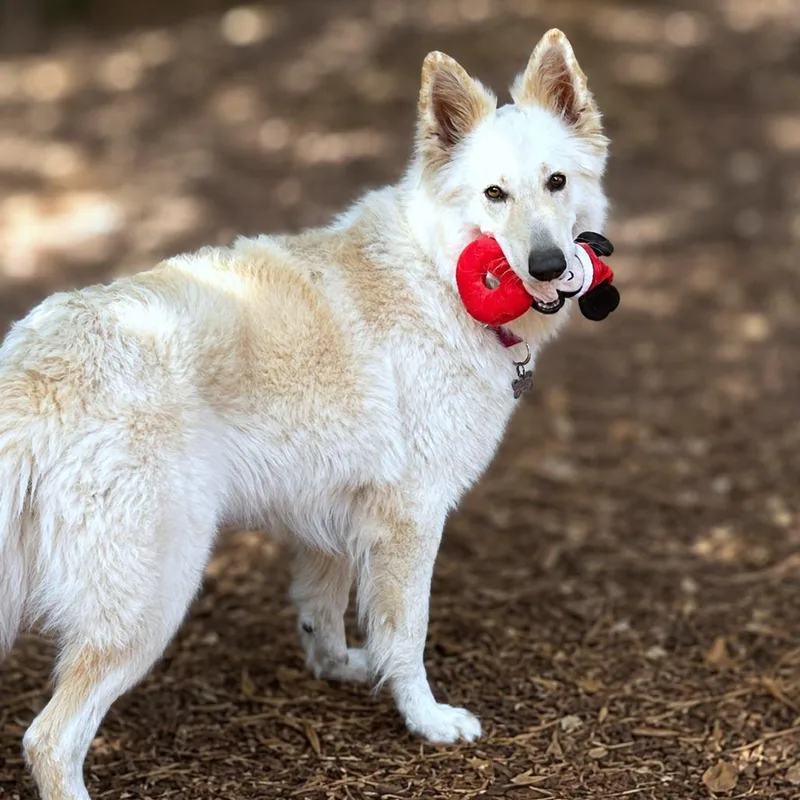 An adult large-sized female Collie dog named Cherie for adoption in Boerne, TX