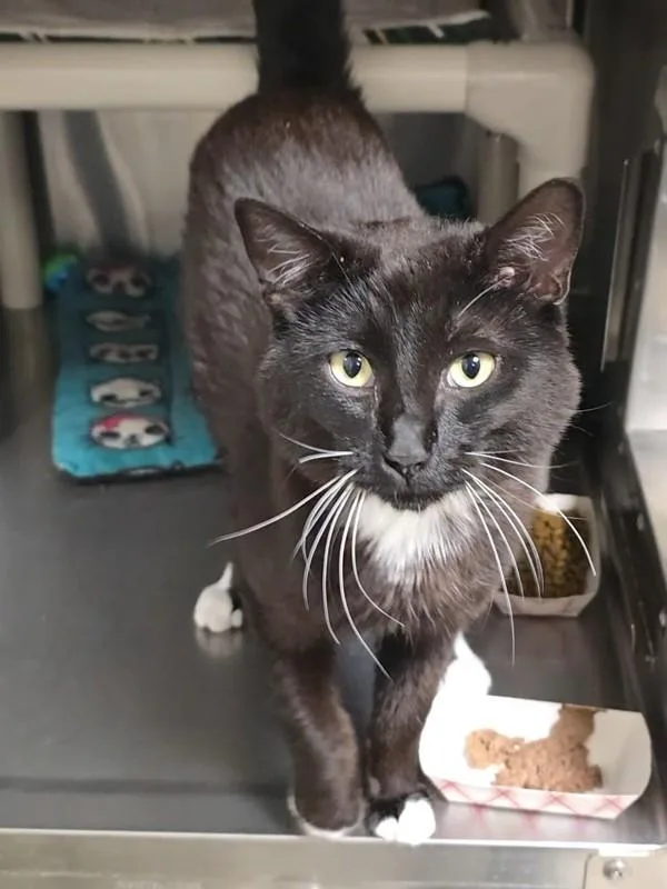 An adult medium-sized male Domestic Short Hair cat named Tibault for adoption in Vancouver, WA